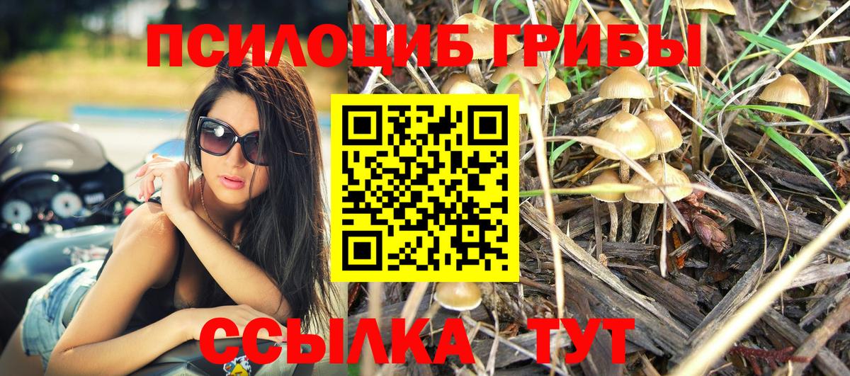 Черногорск  Псилоцибиновые грибы Psilocybine cubensis  Вход с VPN 